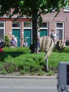 Dordt Open Stad 2008