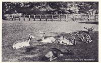 Veldpostkaart - Herten in Park Merwesteijn - 22 mei 1940 thumbnail
