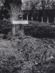 32. The field grave of paratrooper Karl Jarosch in Wielwijk during May 1940 thumbnail