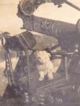 32. Teddy. thumbnail